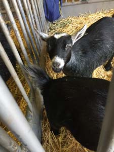 ca-state-fair-animals-mini-goats-072018 (4)